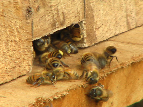 巣箱から出入りするミツバチ
