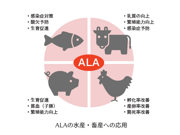 ALAの水産・畜産への応用