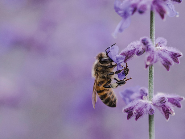 蜜を集めるミツバチ