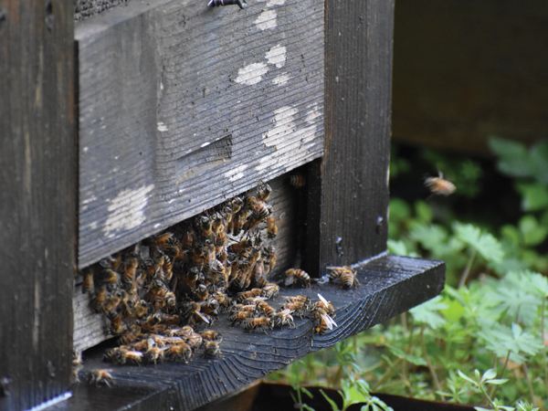 巣箱とミツバチ