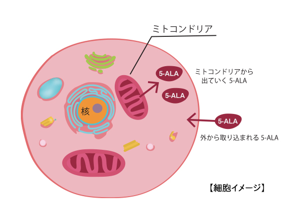 細胞イメージ