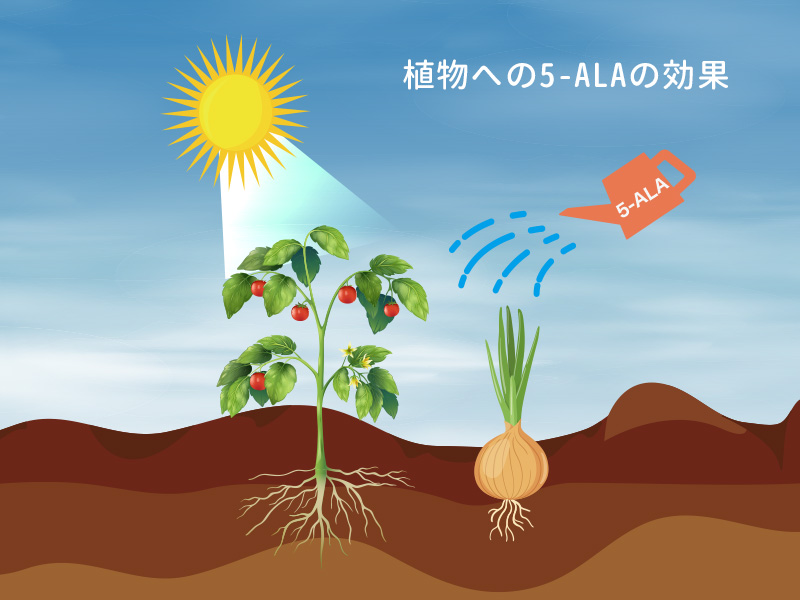 植物への5-ALAの効果